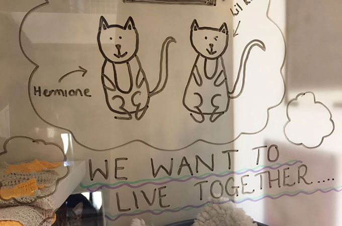 1匹でも多くの猫たちに永遠の家族を見つけるためシェルターのスタッフが考案した素敵なアイディア