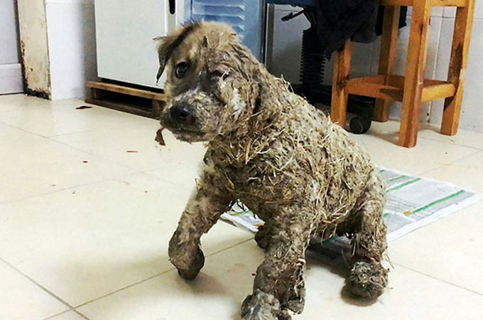 残酷な子供たちによって全身を工業用接着剤で覆われる拷問を受けた犬