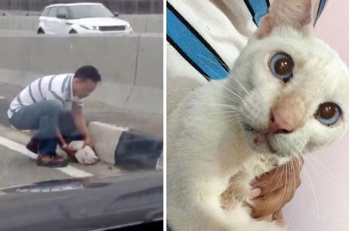 高速道路で脚を骨折しうずくまる猫を救うため危険をかえりみず行動する男性