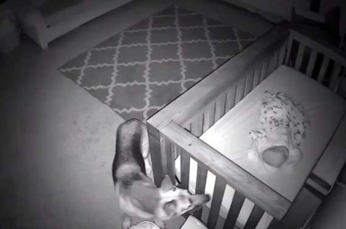 深夜2時に赤ちゃんが眠る部屋に入り込む愛犬。監視カメラに映った犬の優しさに思わずほっこり！