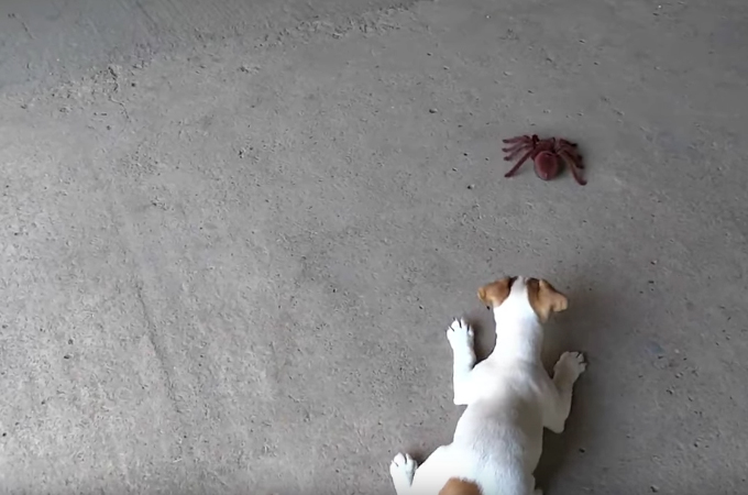 【動画】おもちゃの蜘蛛に警戒する子犬。しばらく様子を見て子犬がとった行動がこちら。