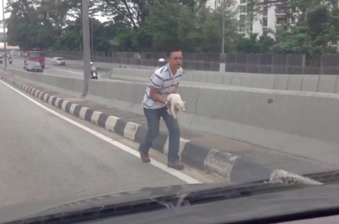 高速道路を走行中にうずくまる子猫を発見した男性。適切な対応によりスムーズに子猫を保護することに成功。
