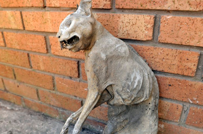別荘の工事の中に瓦礫の中にミイラ化した猫を発見。死後30年は経過していると思われるその姿に言葉を失う。