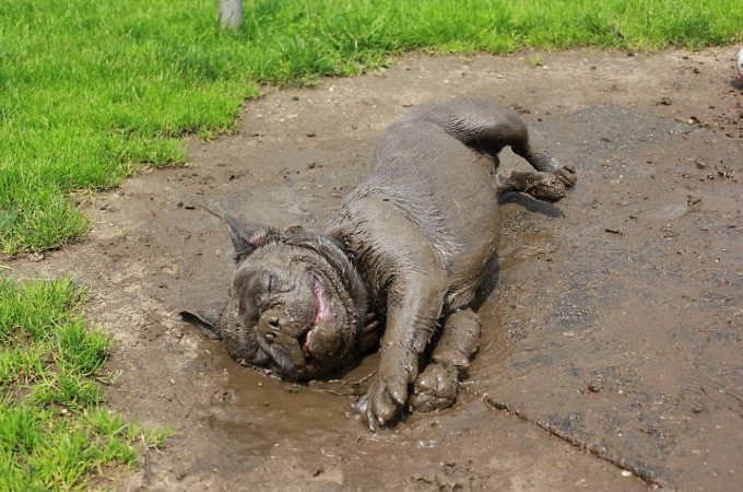 【画像】飼い主さんにもおかまいなし！遠慮なく泥んこ遊びを楽しむ犬たちの画像30枚。
