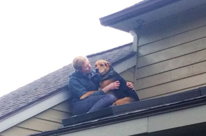 猫を追いかけ屋根に登った犬。我に返り周りを見渡すと想像以上に高い場所。そこを飼い主さんに発見され救出される！