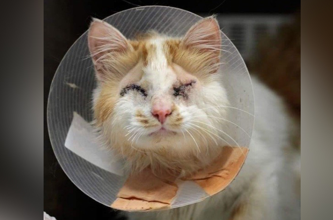 両目を失い、飼い主に捨てられた猫。絶望の淵にいた猫を救ったのは心優しい夫妻と1匹の猫だった。