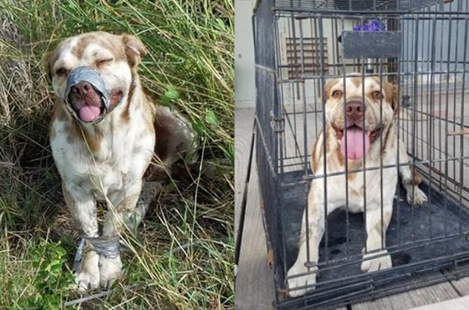 口と前足を縛られた犬を発見した男性。すぐに自由にしてあげ施設へと送り届けると、笑顔を見せるその犬に胸が傷む