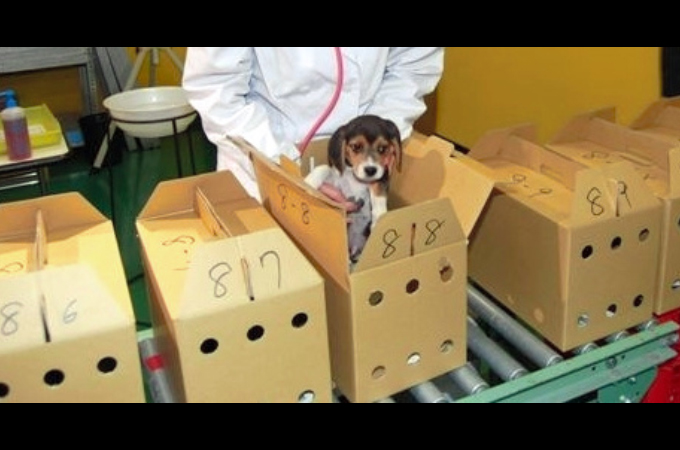 子犬・子猫が箱に入れられ、流通の段階で落とす命と、その死亡の原因に胸が傷む