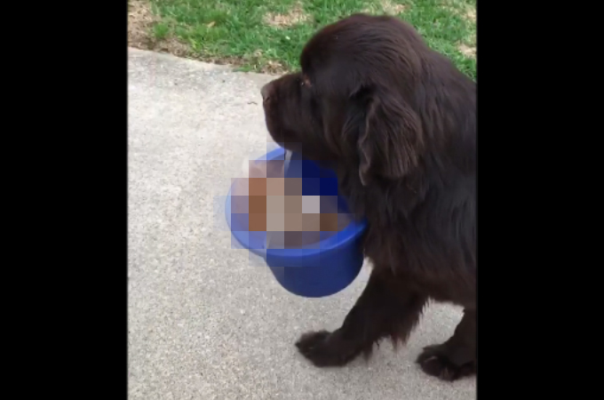 【動画】大型犬がバケツを咥えて歩いている姿に誰もが癒される！そのバケツの中身とは！