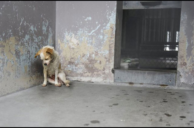 人生のすべてを諦めたかのように避難所の隅に身を寄せる犬が見つかる