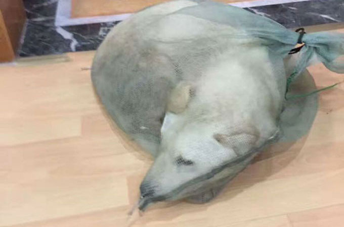 中国の路上で犬肉用として生きたまま袋詰めにされ売られていた犬