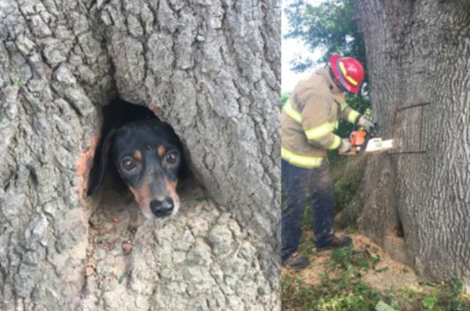 木の中に入って出られなくなってしまった犬。その光景に救助隊も驚きながらも、無事に救出される！