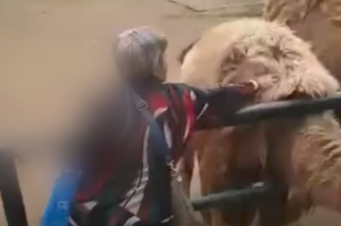 中国の動物園でラクダの毛を刈りバッグに詰め込んだ女に非難が殺到。そして、その理由とは