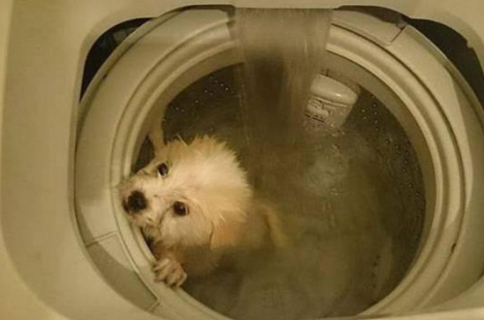 犬を洗濯機に入れ「超簡単に入浴させる方法」としてSNSに投稿した男。他のユーザーからの質問に信じられない言葉を吐く