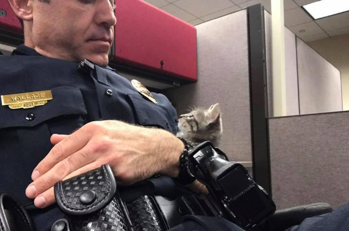迷子の子猫を保護した警察官。子猫の熱烈な視線にやられてしまいそのまま家族となる！