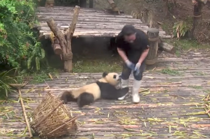 飼育員さんを邪魔しまくるパンダのを映した約1分の動画。そこに詰められたパンダの可愛すぎる行動に誰もが微笑む！