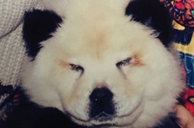 チャウチャウ犬を「パンダ風」に染めサーカスに出演させていたサーカス団。その犬が大きな受けたストレスとは。