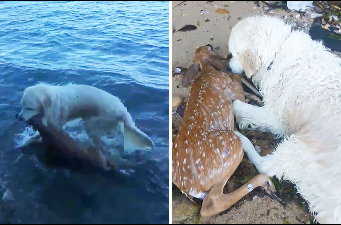 溺死寸前の傷ついた鹿の赤ちゃんを救うため躊躇することなく海へ飛び込んだ犬