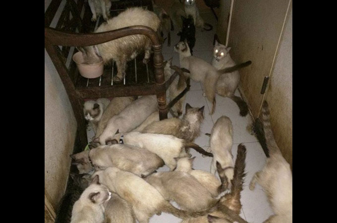 アパートの一室に94匹の猫　その多くが病気にかかり中には死んでいる猫も