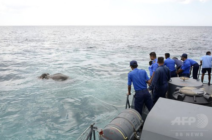 沖に流されてしまったゾウを、スリランカ海軍が12時間かけ「奇跡的」に救出