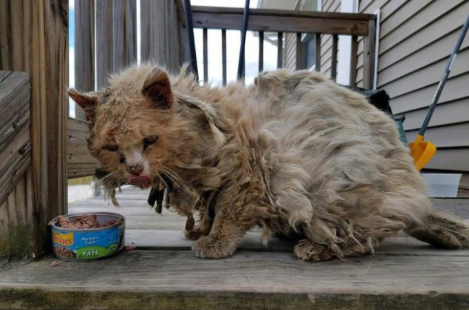 ボロボロの状態で発見された野良猫が、保護されてからすぐにまるで別の猫へと生まれ変わり人生を満喫する！