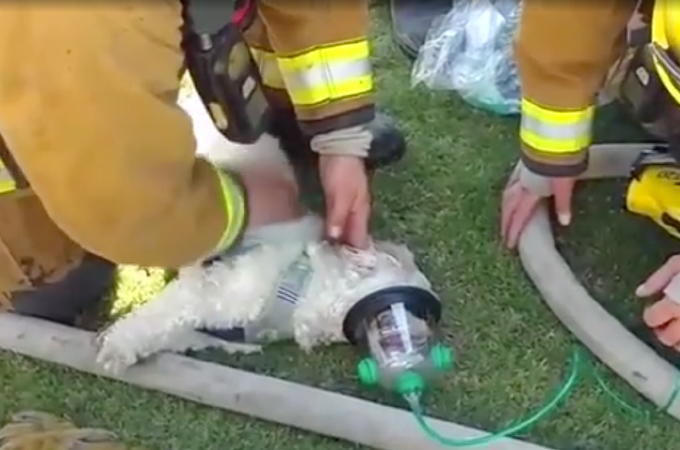 火事に巻き込まれ意識を失った犬を救出した消防士。その様子をFacebookに投稿すると85万回以上再生され賞賛の声が上がる