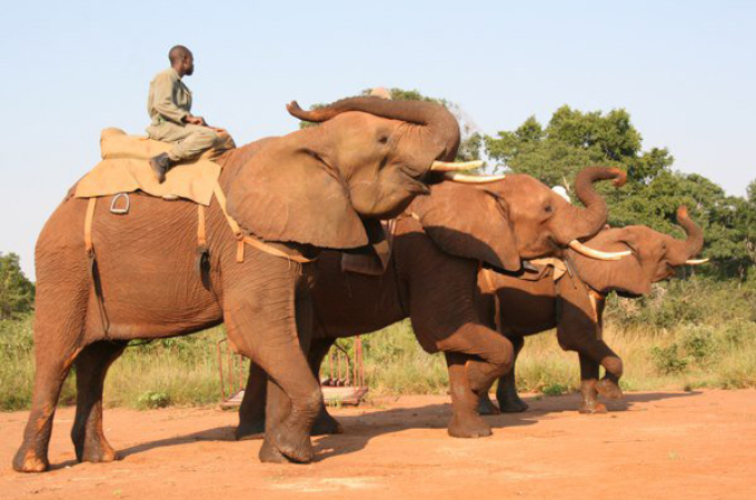 観光客を乗せて強制的に歩かされていたゾウが暴れ、スタッフが押しつぶされ死亡。その後、ゾウも射殺される。
