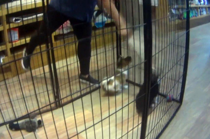 悪質なペットショップに潜入捜査した動物愛護団体。店内で日々、行われていた酷い行為の数々に言葉を失う。