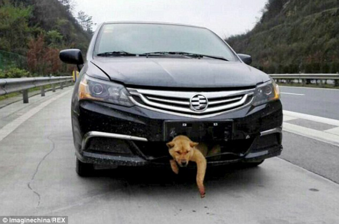 高速道路を走行中に犬をひいた男性。その後、バンパーに挟まれ生きていたことが分かると家族として迎え入れる。