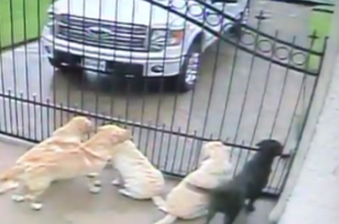 5匹の大型犬に近づく郵便配達員の男性。その後、男性がとった行動が監視カメラに映り飼い主がそれを目にする。