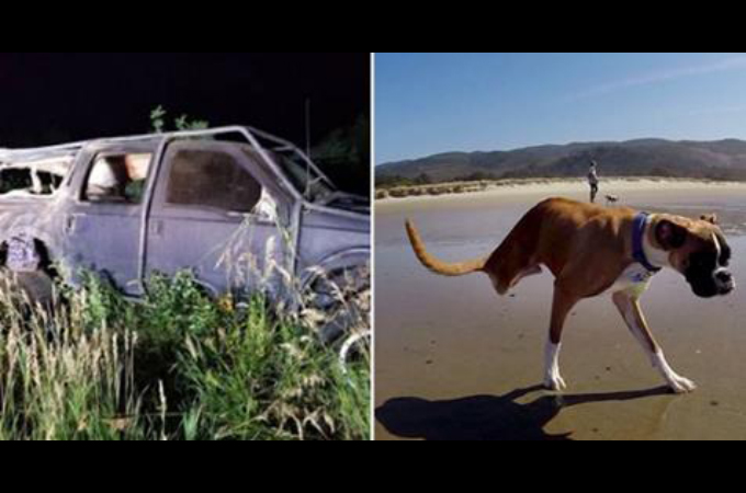 2本足のボクサー犬「ダンカン」が交通事故によって行方不明に。そのことを知った多くのファンがSNSを使い拡散。その結果。