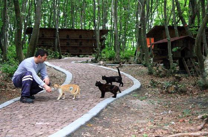 森の中で野良猫が幸せに暮らせる町「猫の町」。その町を作った人たちと、猫たちの暮らす風景とは。