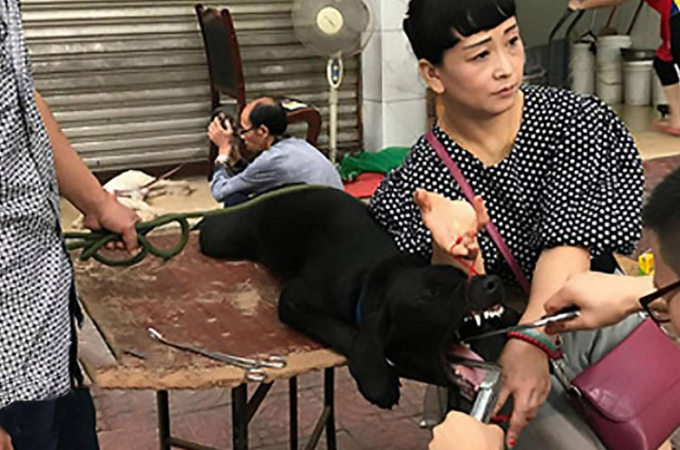 中国の路上で犬の声帯切除手術を行うニセ獣医。格安料金に惹かれて飼い犬を連れてくる利用者が後を絶たない。