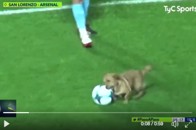 プロのサッカーの試合中に乱入した犬。プロ顔負けのドリブルを披露し、興奮冷めやらぬ犬がインタビューの時にとった行動とは！