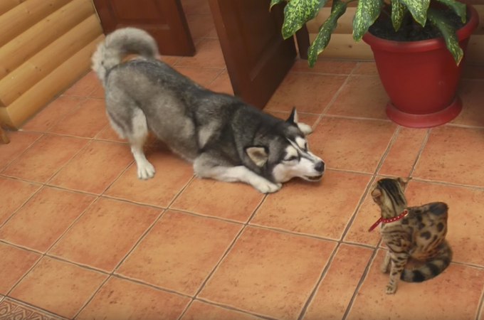 「仲良くなりたい！」新しく家族になった子猫に対し、健気にアピールするハスキー犬！