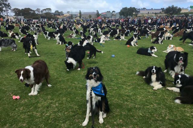 世界記録を更新するため、オーストラリアの公園に集められたボーダー・コリー犬。534匹と過去最高を記録するも、記録更新されなかった理由とは！