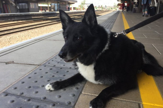 電車が大好きな14歳の老犬。9年間、毎日のように駅に通い詰めた結果、鉄道会社からあるプレゼントが渡される！