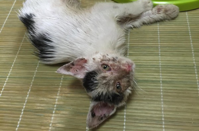 ある日、ボロボロの状態の子猫を発見した女性。生き延びる確率が低いと獣医に言われながらも懸命に看病した結果、さらに嬉しい出来事が！