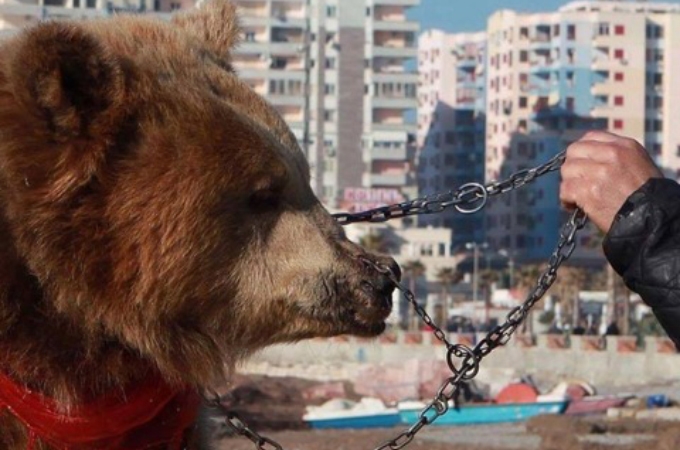 鼻に穴を開けられ鎖で繋がれ、観光客の見世物として虐待されたクマ。人生のほとんどを失いようやく救出される。