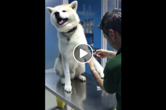 診察台に乗せられ注射を目に前にした犬。そして、犬がとった予想外の行動に誰もが驚く。