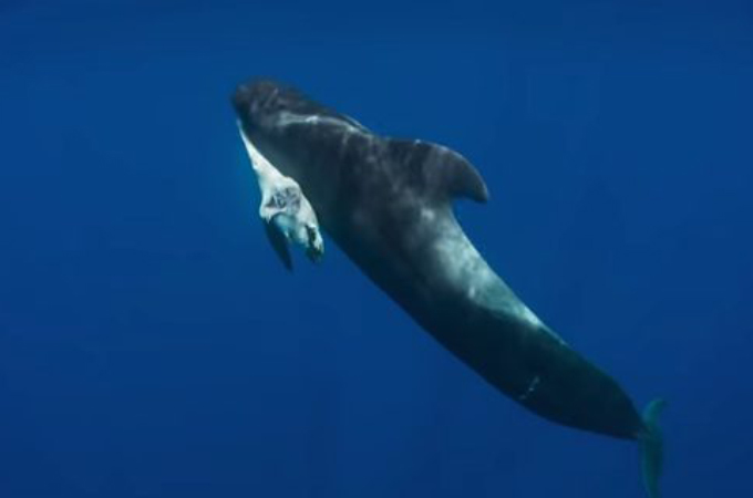 死んだ子どもを咥えたまま何日も泳いでいる母クジラ。人間の出すゴミの影響と母クジラの様子とは。