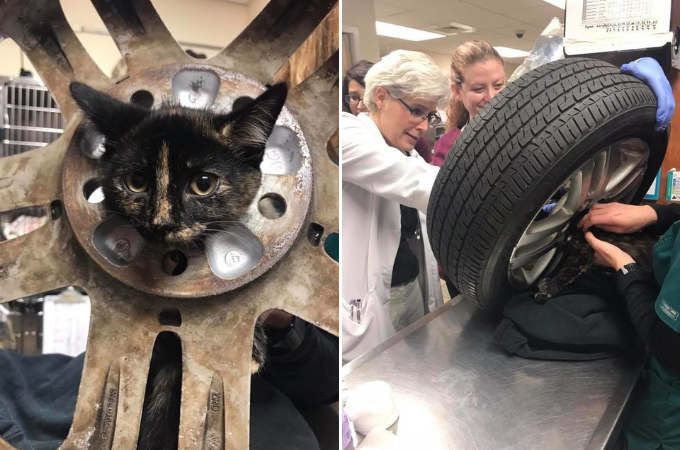 ガレージに置いてあったタイヤで遊んでいた子猫。すると頭がはまり抜けなくなり、動物病院へと搬送される。