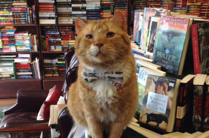 不機嫌そうな表情が原因でなかなか引き取り手が見つからなかった老猫が、本屋のCEOに。その理由とは！