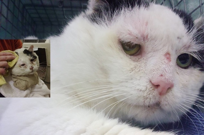 12年間ずっと野良猫として生きた1匹の猫。重い病が見つかるも、検診的な治療によって克服し居場所も手に入れる。