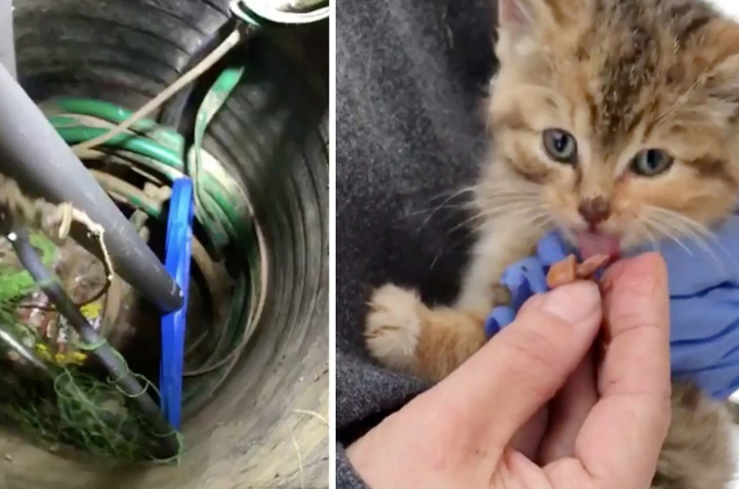 深さ2mの穴に落ちてしまった生後2ヵ月にも満たない子猫。動物愛護団体によって救助され元気な姿を見せる。