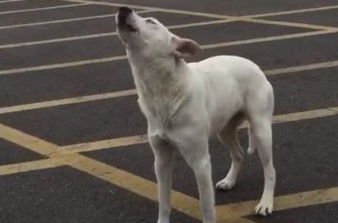 駐車場に置き去りにされ泣き叫ぶ犬。保護され、当時の様子をSNSに投稿したことがきっかけで運命が変わる。