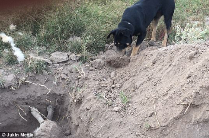 友の死を受け止め、掘られた穴に砂をかぶせ埋葬する犬。その姿に目が熱くなる。