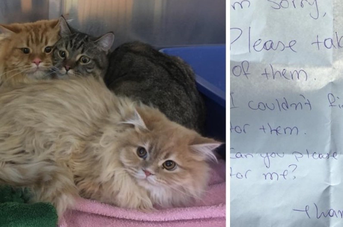メモと一緒にペット洋品店に捨てられた3匹の猫。そして、メモに書かれていた内容とは。