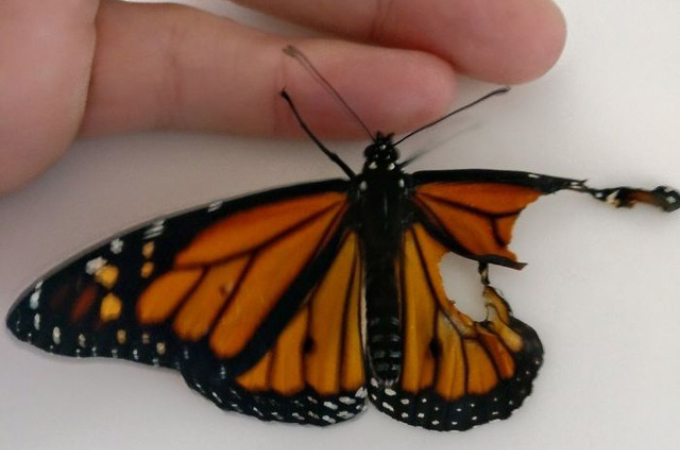 不自然な形で羽化した蝶。偶然それを見つけた女性が見つけ、移植手術をすることに。そして、その結果！