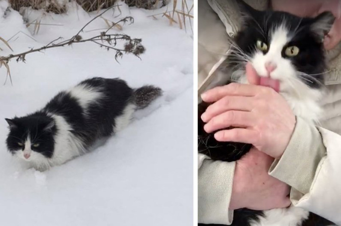 雪の中、逃げる体力すらも無く動けなくなっている猫。奇跡的にレスキューに発見され保護される。